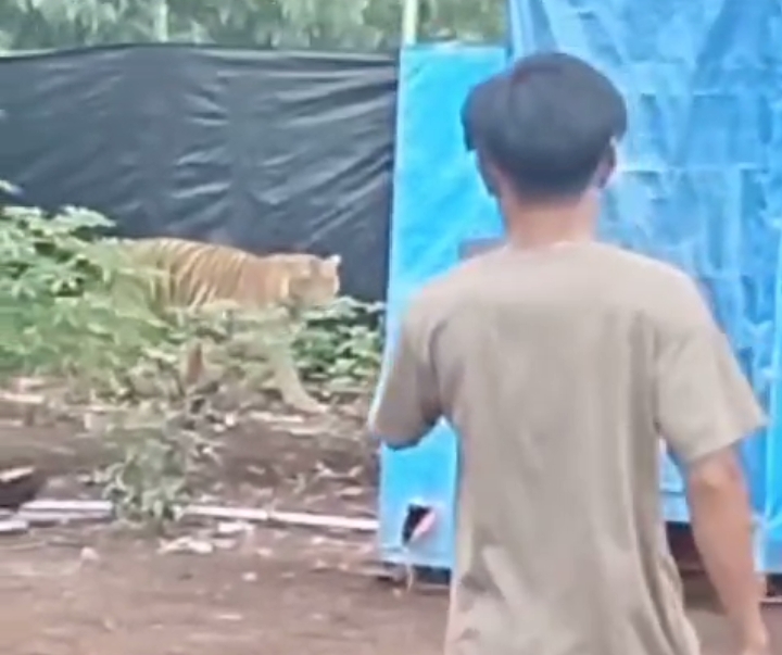 Penampakan Harimau Sumatera di Pelalawan Viral, BBKSDA Riau Imbau Warga Tetap Waspada