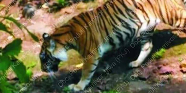 Disebut Sudah Punah, Peneliti Temukan Bukti Keberadaan Harimau Jawa
