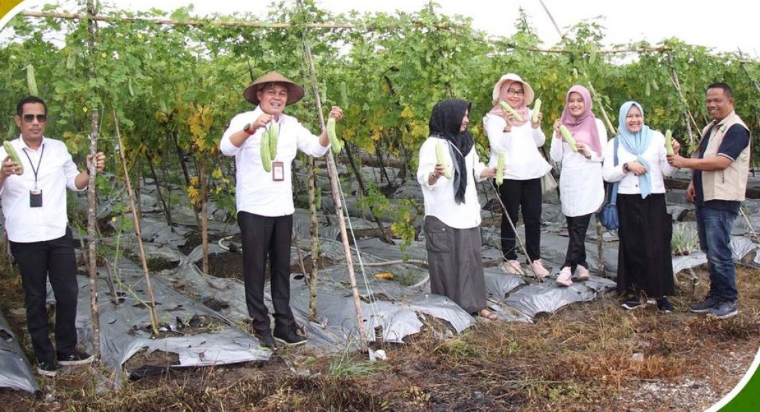DKP Pekanbaru dan Jajaran Panen Bawang dan Cabai di Lokasi Cadangan Pangan Terintegrasi