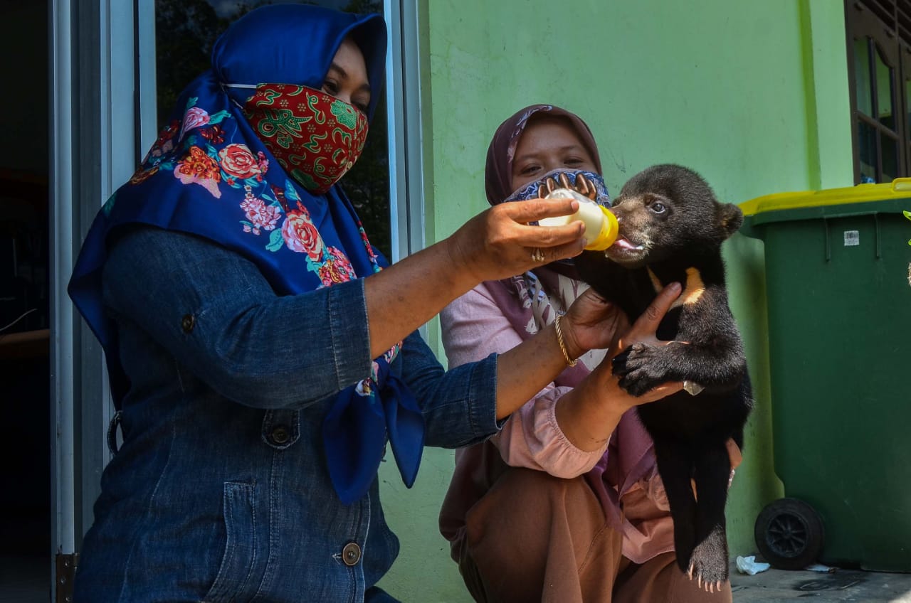 BBKSDA Evakuasi Satwa Beruang Madu di Kabupaten Indragiri Hulu