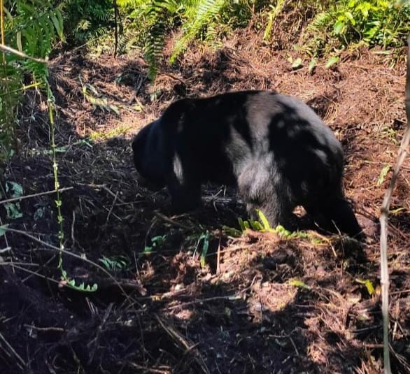Terjerat di Kebun Sawit Warga, Beruang Madu Berhasil Diselamatkan