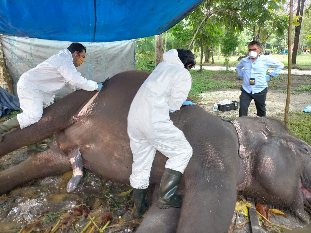 Ini Kronologis Kematian Gajah di Kebun Binatang Kasang Kulim Riau