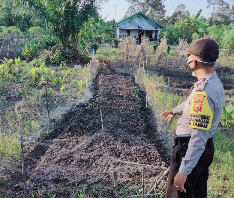 Polsek Langgam Kembali Kontrol Perkembangan Ketahanan Pangan di Desa Segati
