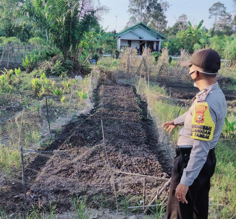 Jaga Stabilitas Ketahanan Pangan, Polsek Langgam Tinjau Langsung ke Lokasi