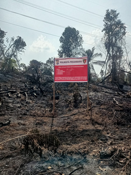 Pria di Pekanbaru Ditangkap Polisi Usai Bakar Lahan Milik PT PHR