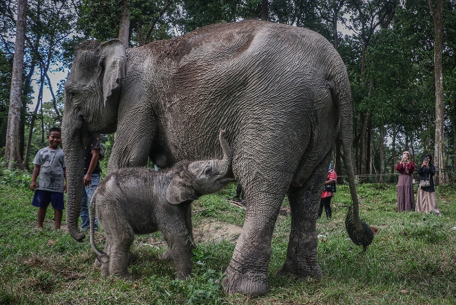 Putri Kecil Hutan Riau: Bayi Gajah Sumatera Membawa Harapan Baru