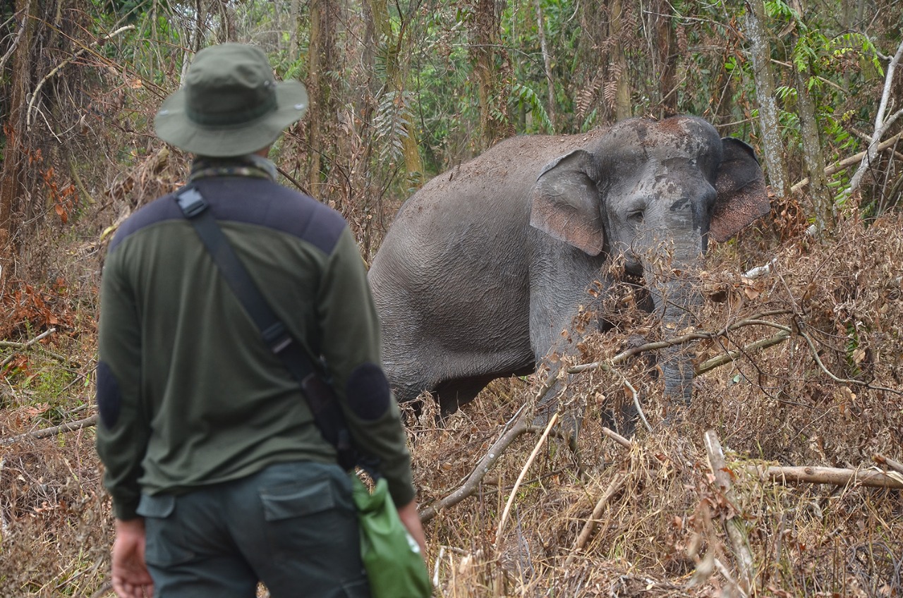 Ada Gajah Liar Terluka di Desa Koto Pait Bengkalis