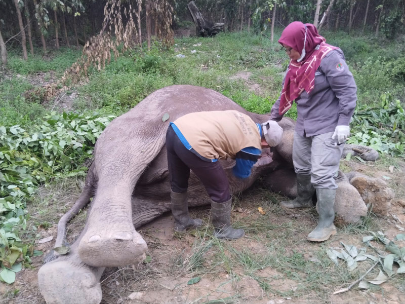 Seekor Gajah Sumatera Ditemukan, Diduga Diracun