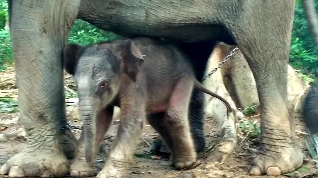 Ada Kelahiran Gajah di TWA Buluh Cina, Ini Penampakannya