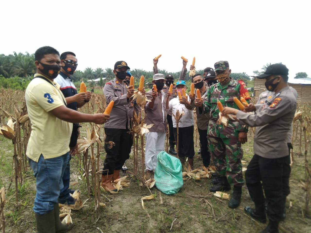 Polsek Ukui Panen Raya Perdana Jagung  dan Kacang Hasil Program Jaga Kampung