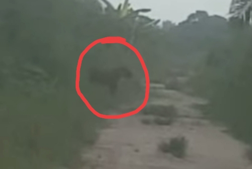 Video Viral Harimau Sumatera Terlihat di Pinggir Jalan, Warga Pelalawan Geger