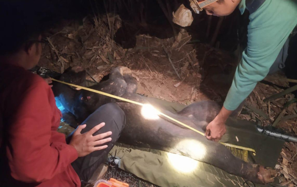 Beruang Madu Terjerat di Dekat Camp WWF, BBKSDA Riau Berhasil Selamatkan dan Lepasliarkan