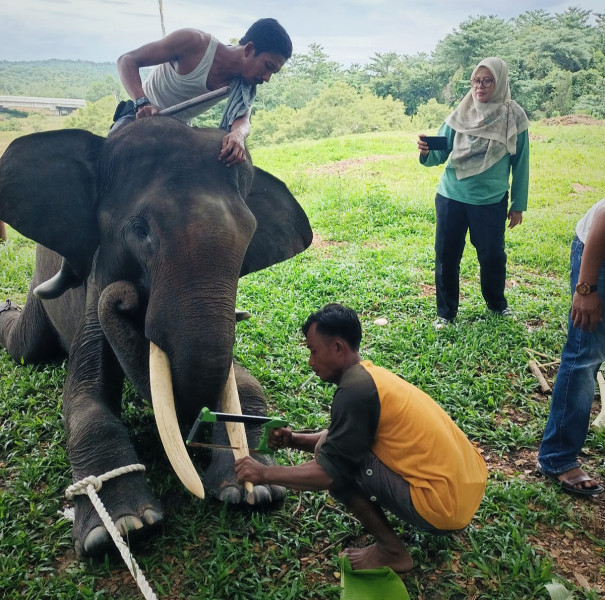 8 Gajah Binaan di PLG Minas Jalani Prosedur Pemotongan Gading untuk Mencegah Perburuan