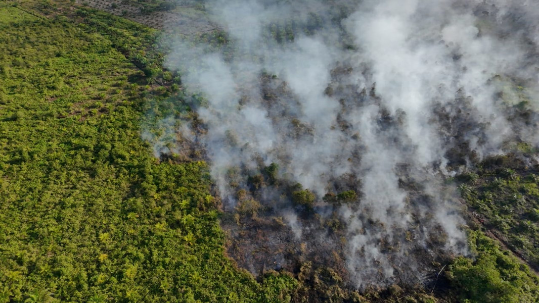 Kebakaran Hebat Hanguskan Puluhan Hektare Lahan Sawit di Rohil