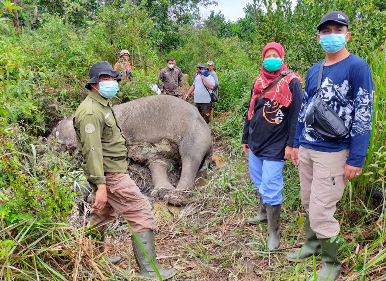 Gajah Betina Ditemukan Mati di Bukit Apolo, Ada Infeksi Saluran Pencernaan
