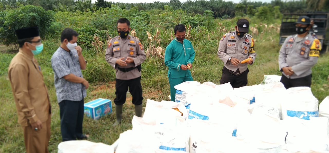 Program Jaga Kampung, Polsek Ukui Panen Jagung Kedua
