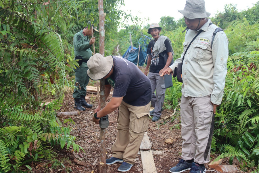 Monitoring Intensif, Harimau Sumatera di Sungai Rawa Belum Terdeteksi