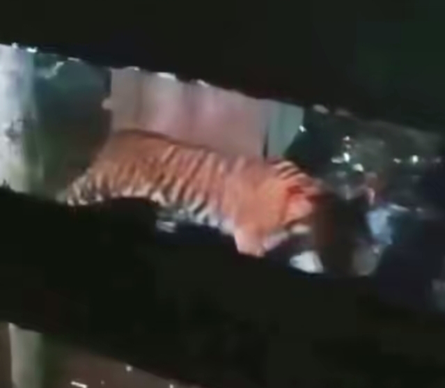 Harimau Sumatera Terekam di Perkebunan Sawit Siak, Pekerja Diminta Waspada