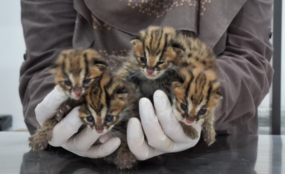 BBKSDA Riau Terima Empat Anak Kucing Hutan yang Ditemukan Mengapung di Kebun Sawit Kampar