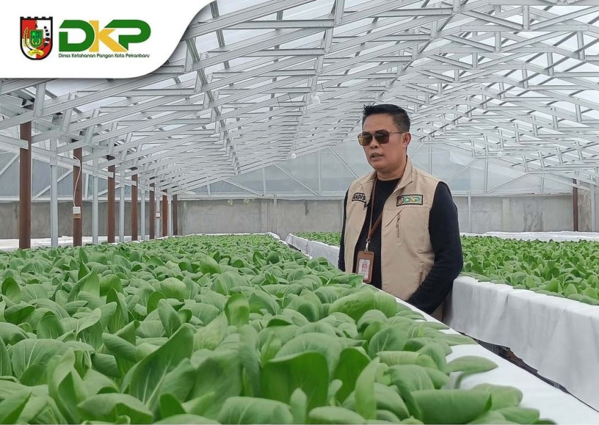 Kepala DKP Pekanbaru Tinjau Pertanian Hidroponik Kandis Green Farm