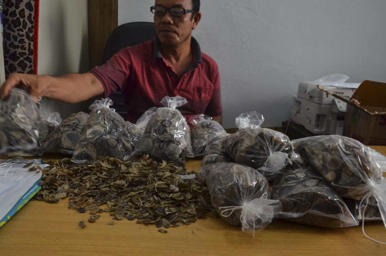 KLHK dan Polri Tangkap Pelaku Perdagangan 14 Kilogram Sisik Trenggiling di Pekanbaru