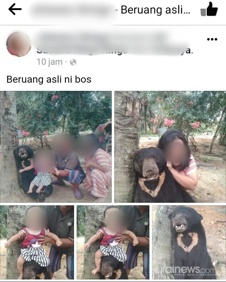 Beredar Foto Keluarga Posting Bangkai Beruang Madu, BBKSDA Riau Temukan Barang Bukti