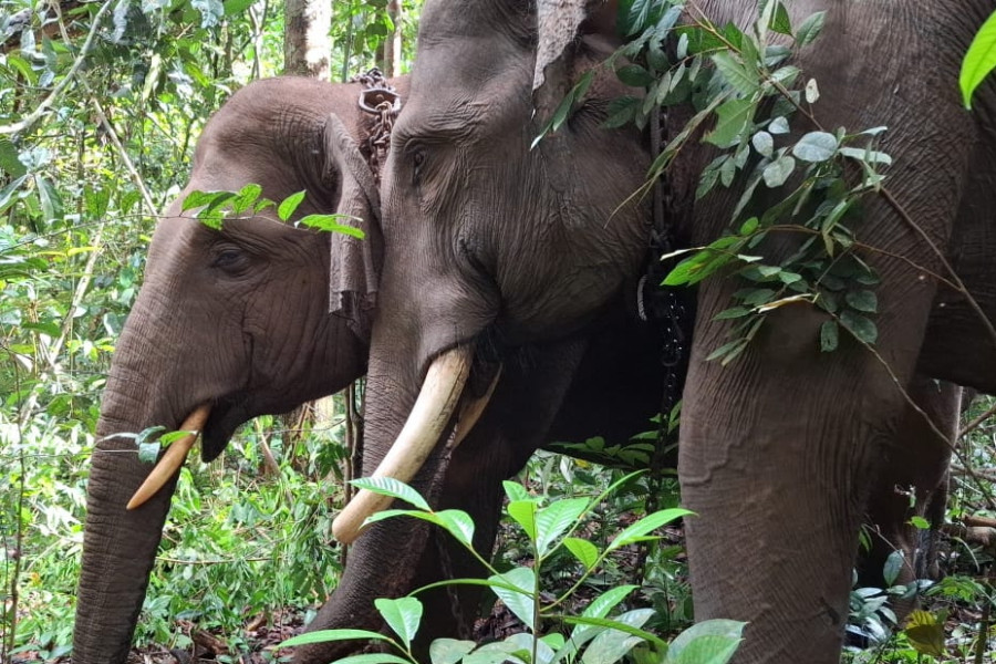 BBKSDA Riau Relokasi Gajah Liar yang Ganggu Masyarakat Kampar ke Habitat Asli
