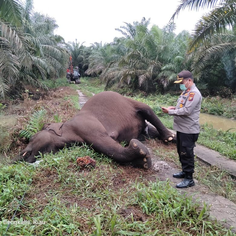 Seekor Gajah Sumatera Ditemukan Mati di Kebun Sawit, Diduga Akibat Tersetrum Listrik