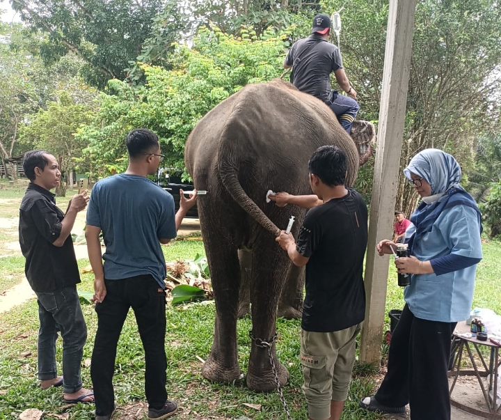 Tim Medis BBKSDA Riau Tangani Gajah Indah yang Alami Diare