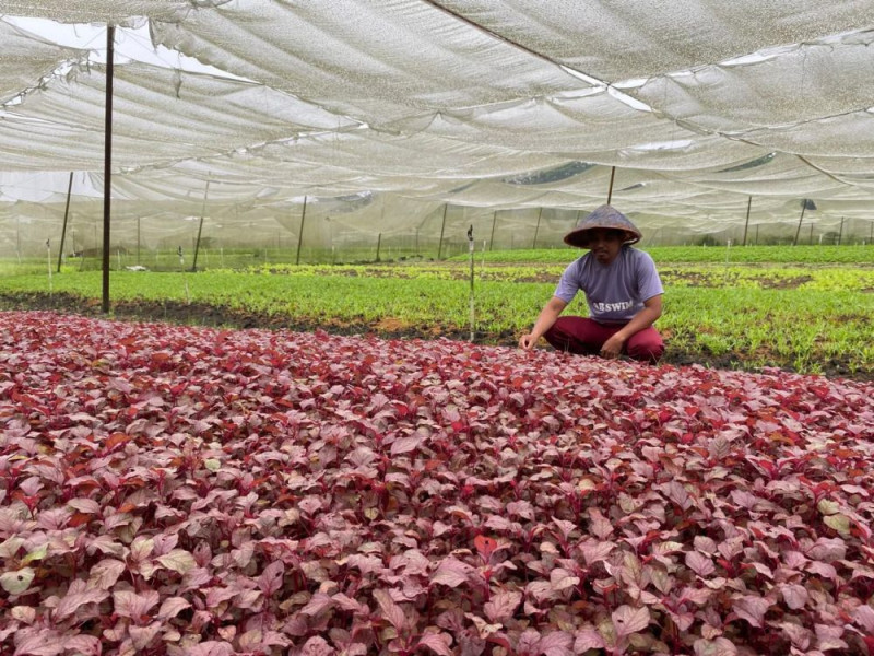 Ketekunan Membawa Berkah: Kisah Sukses Petani Arbain
