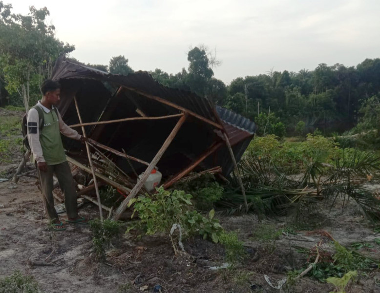 Pondok dan Kebun Warga di Minas Dirusak Kawanan Gajah Liar