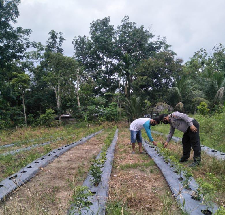 Polsek Bunut Tinjau Pengembangan Lahan Kampung Tangguh di Desa Angkasa