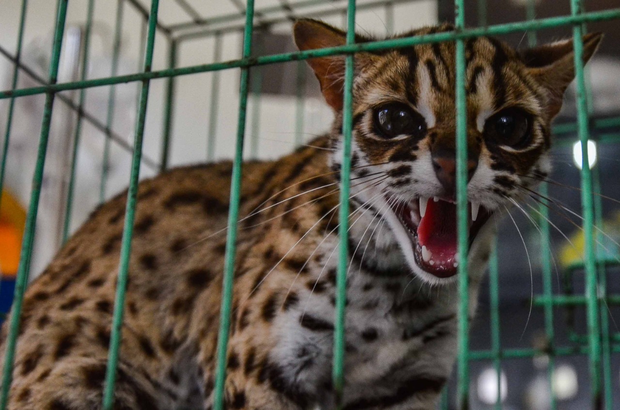 Kucing Hutan dan Musang Diamankan dari Tempat Hiburan di Pekanbaru