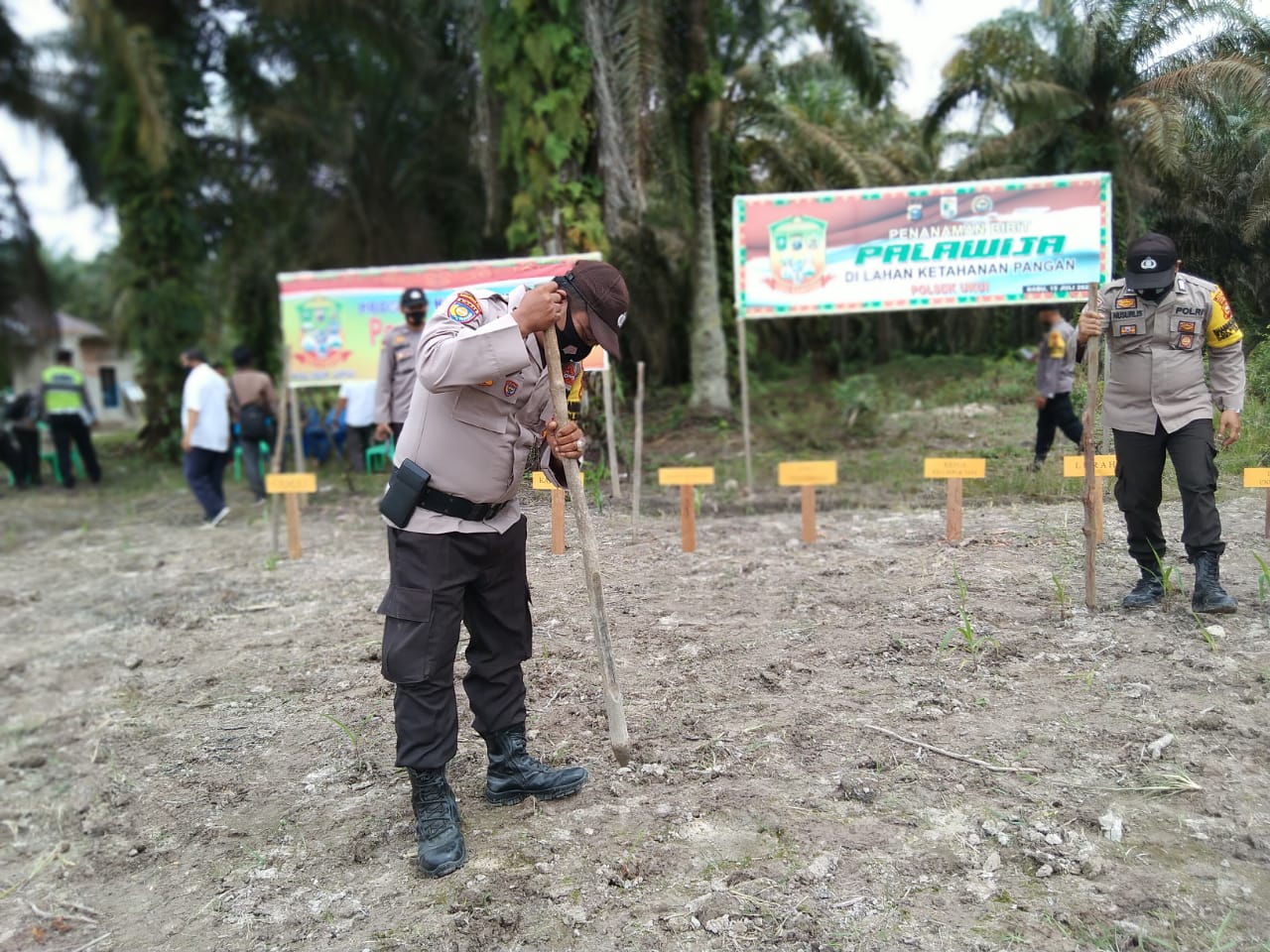 Tindaklanjut Program 100 Hari Kerja Kapolri, Polsek Ukui Langsung Tanam Jagung
