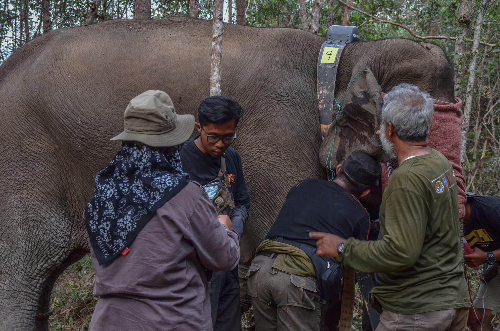 BBKSDA dan RSF Pasang Tiga GPS Collar ke Kelompok Gajah Sumatera Liar