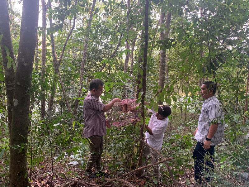 Balai Besar KSDA Riau Lepasliarkan Kukang di TWA Muka Kuning Batam