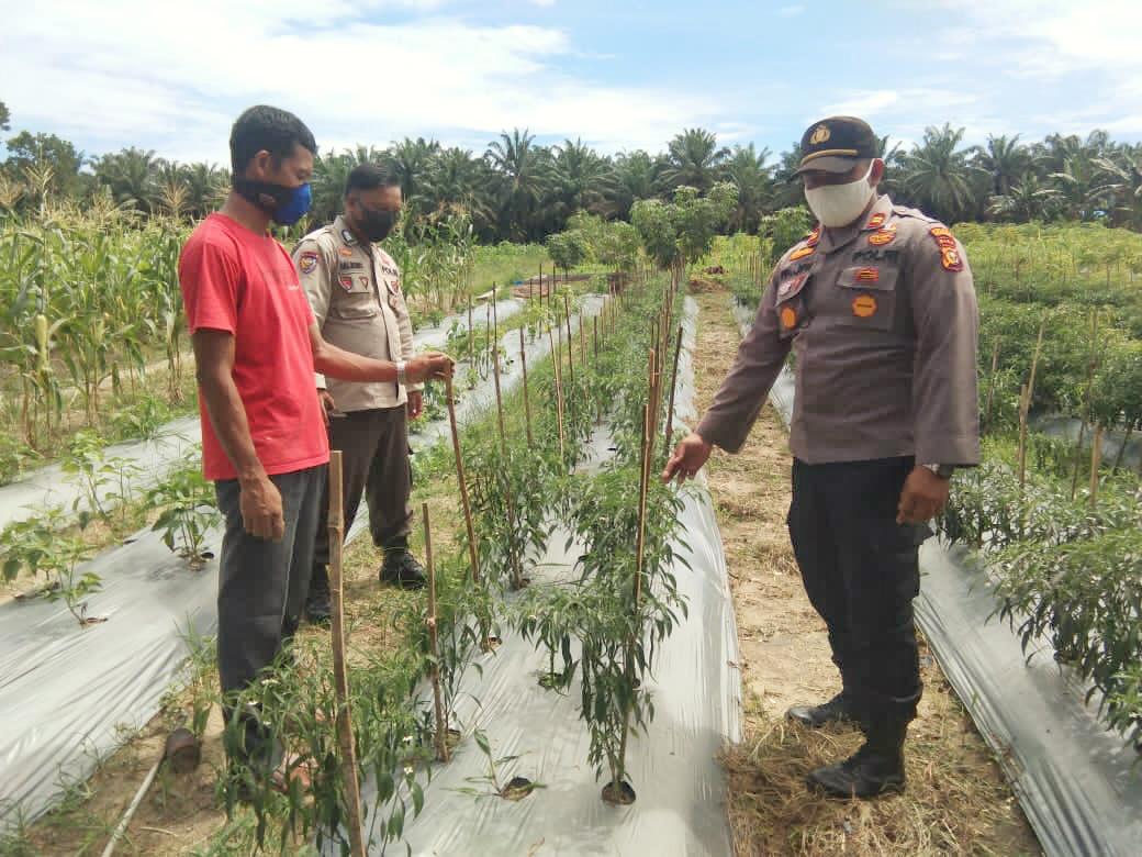 Jaga Ketahanan Pangan, Kapolsek Kerumutan Rutin Kontrol Perkebunan dan Perikanan Progam Jaga Kampung