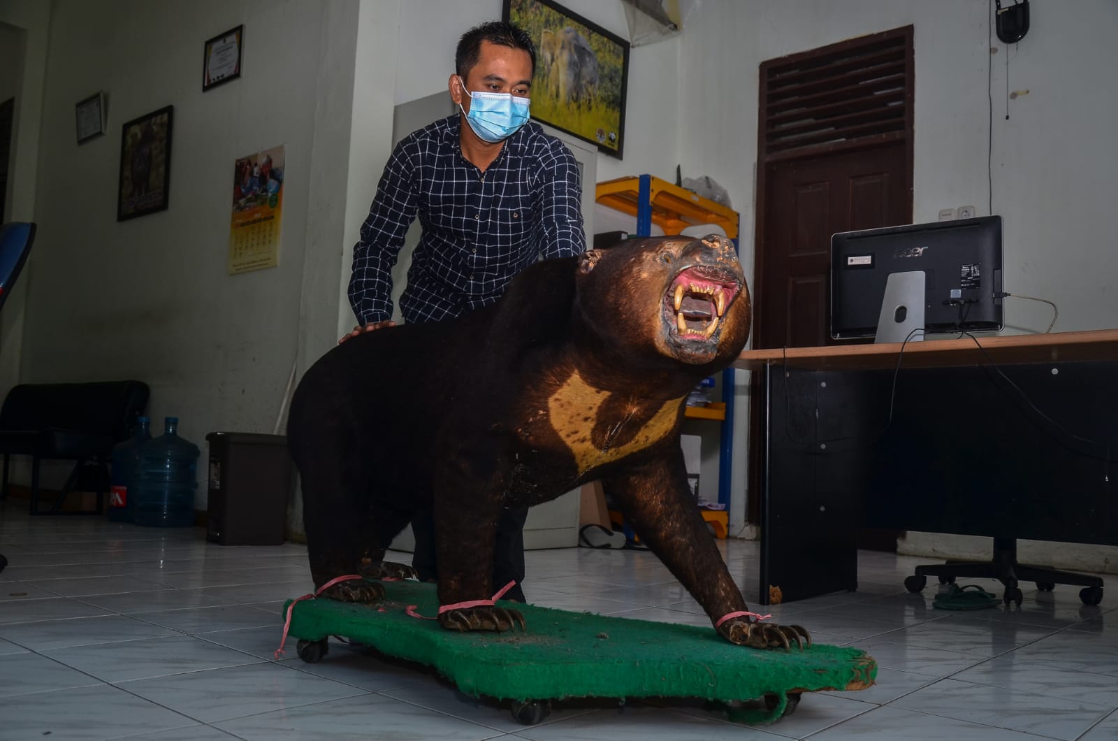 BBKSDA Riau Terima Awetan Satwa Dilindungi Jenis Beruang Madu