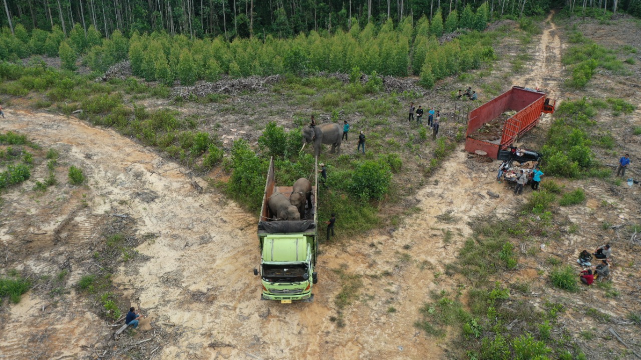 Terjebak di Kebun Warga, BBKSDA Evakuasi dan Translokasi Gajah Sumatera