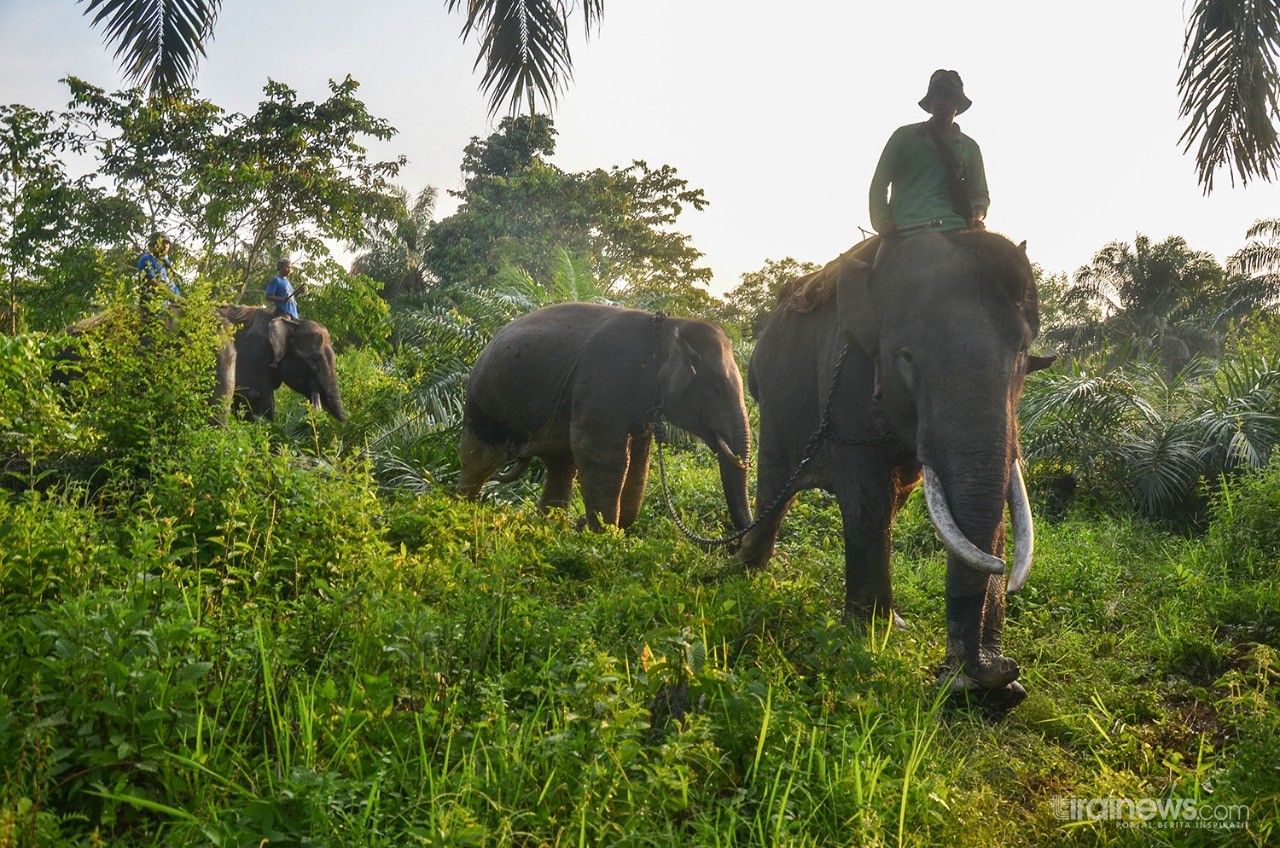Terjebak di Kebun Masyarakat, BBKSDA Translokasi Dua Gajah Liar