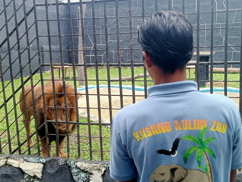 Kasang Kulim Zoo Kedatangan Raja Hutan Baru, Singa Afrika Jantan