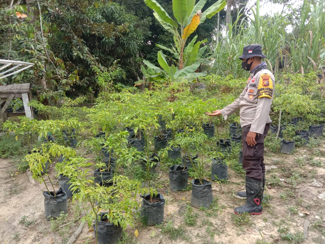 Jaga Stabilitas Ketahanan Pangan, Polsek Langgam Tinjau Program Kampung Tangguh