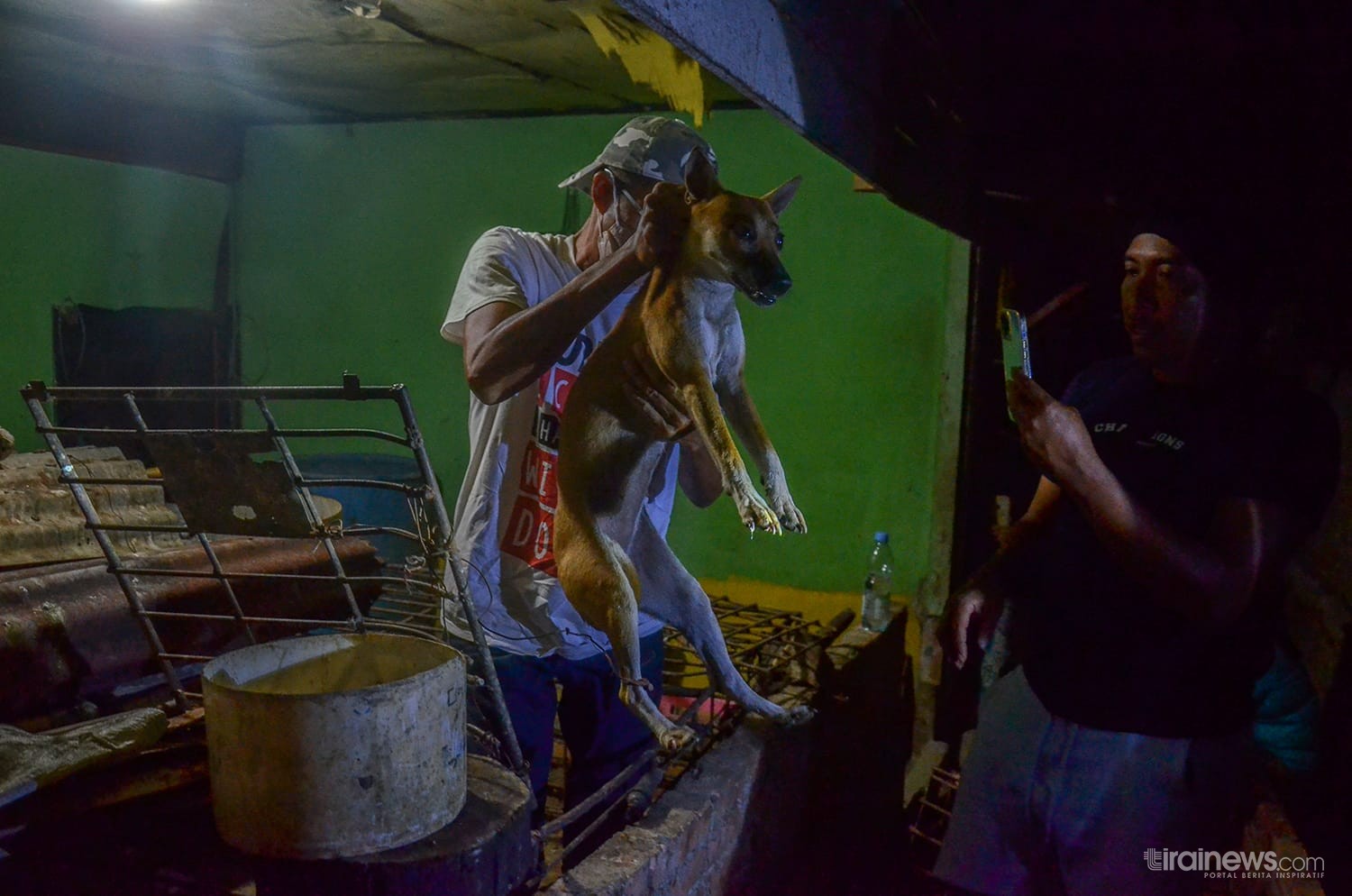 Hendak Jadi Santapan, Pecinta Satwa Selamatkan Enam Ekor Anjing dari Rumah Penjagal di Pekanbaru