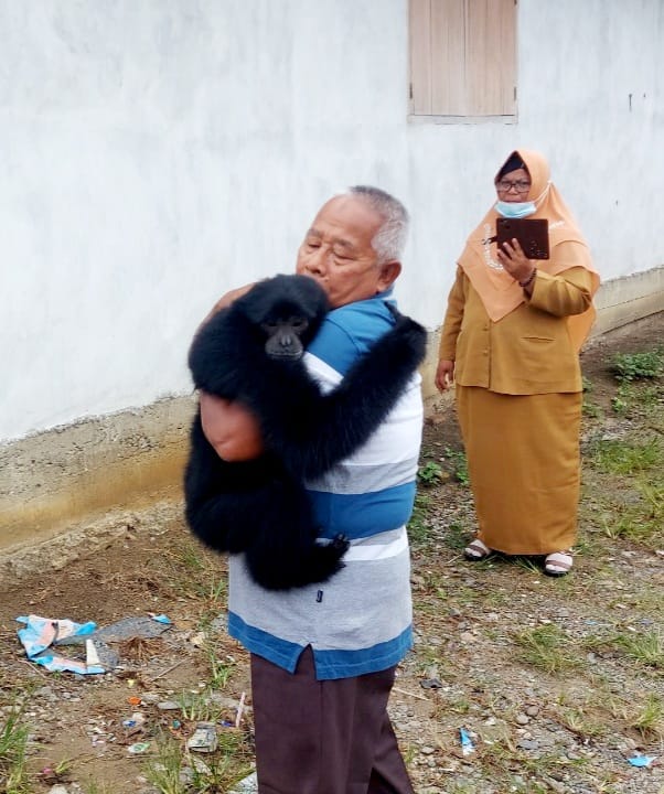 Pasangan Suami Istri di Rohul Menyerahkan Siamang ke Balai Besar KSDA Riau