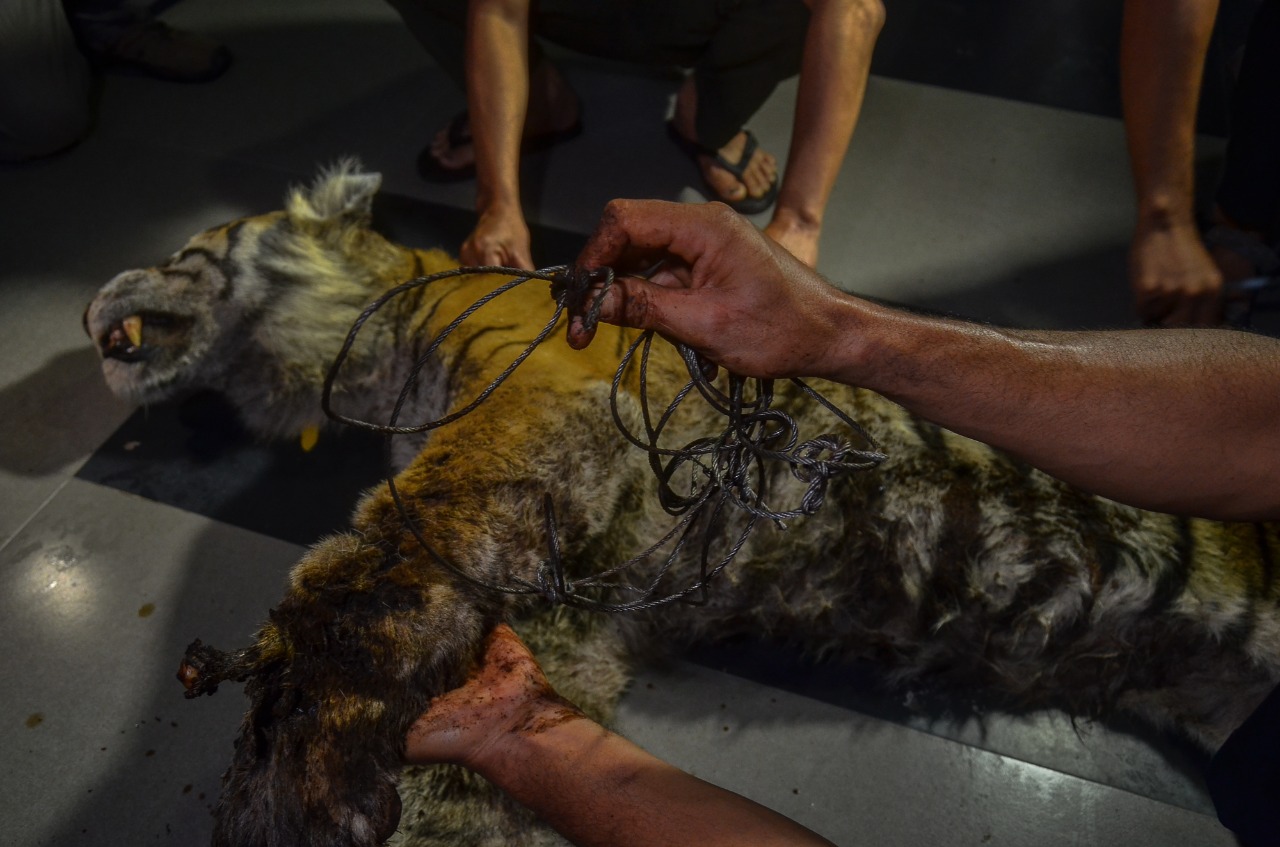 Harimau Sumatera Ditemukan Mati di Bengkalis, Tali Sling Terikat di Kaki Kiri