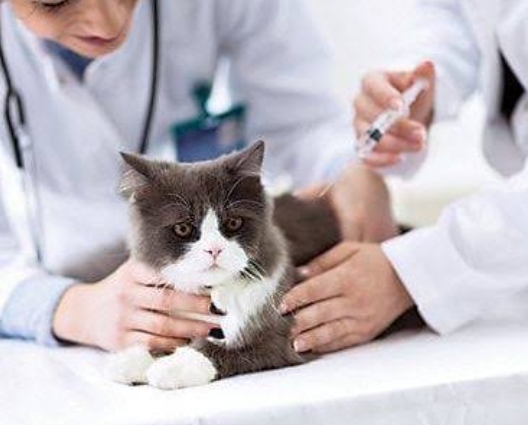 Cegah Rabies, Distankan Pekanbaru Vaksin Ribuan Hewan Peliharaan