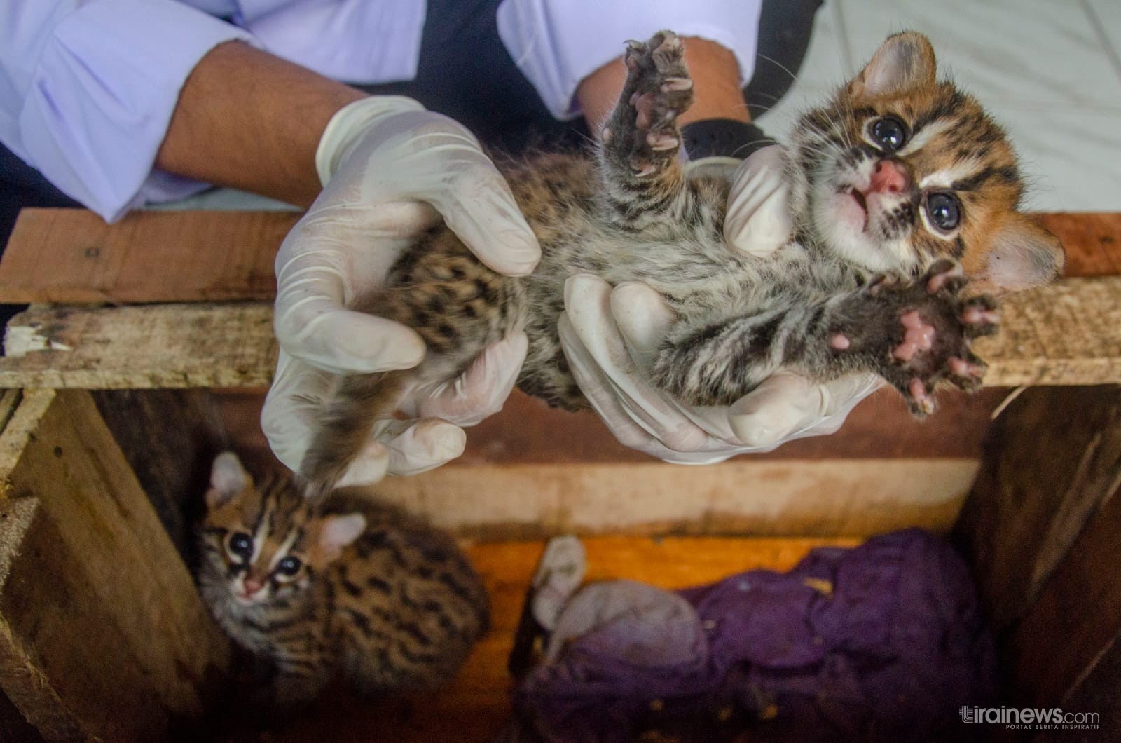 Sepasang Anak Kucing Hutan Ditemukan Warga Siak Saat Sedang Mancing, Lucu dan Imut