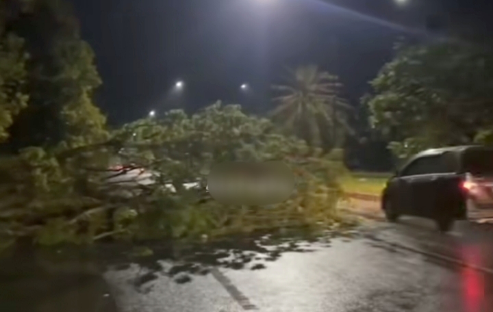 Pekanbaru Dilanda Angin Kencang, Sejumlah Pohon Tumbang