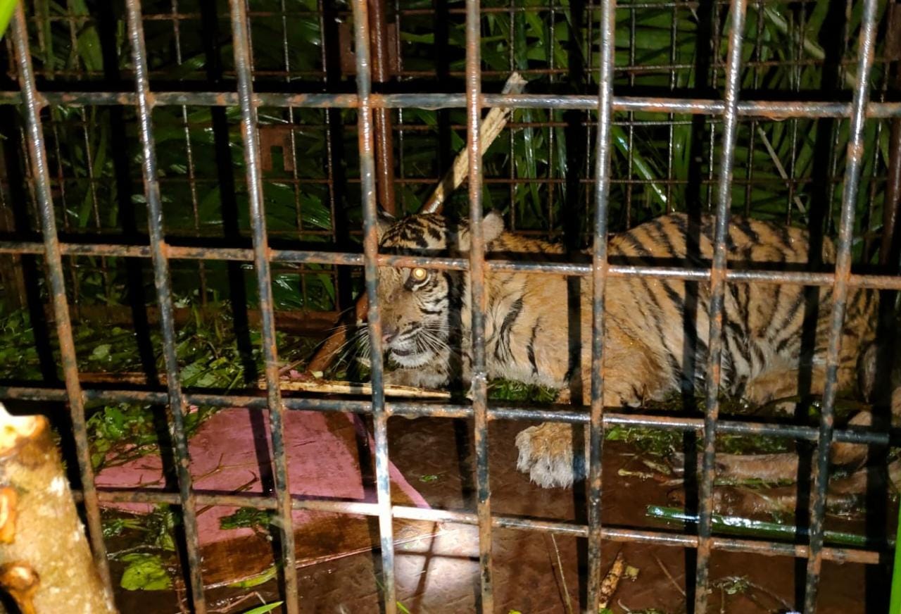 Terperangkap di Dalam Box Trap, BBKSDA Evakuasi Harimau Sumatera di Pelalawan