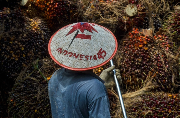 Kenaikan Harga CPO Dongkrak Harga TBS Kelapa Sawit di Riau